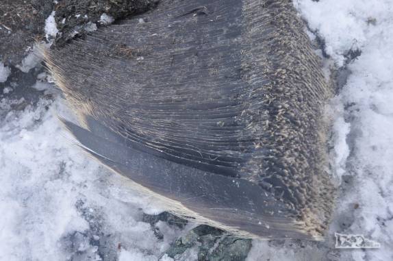 Barbas de baleia, usadas para filtrar o alimento da água salgada do mar, dentro da boca do cetáceo (em Turret Point, em King George Island, na Antártida)